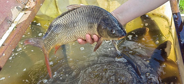 The Fishing Date